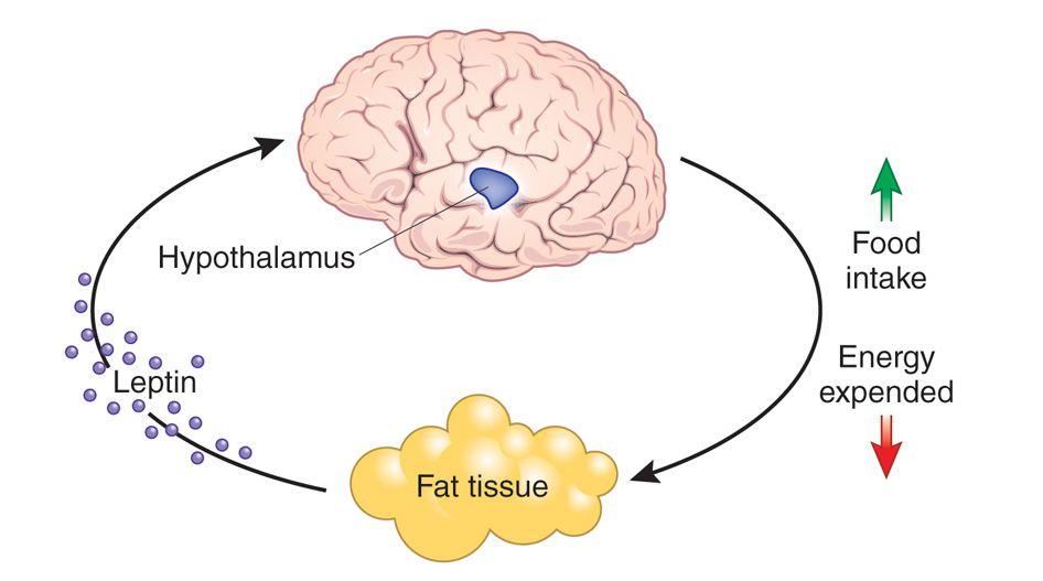 Discussion: Body Fat Loss Adjusted metreleptin doses to control for weight and BMI Saw significant weight loss before controlling for it Why?