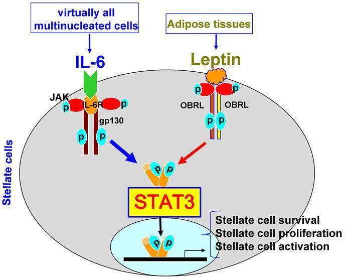 Leptin: Class I Cytokine receptor superfamily Strong homology to IL-6 receptor family s gp-130 Suggests that leptin binding
