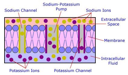 Potassium- Quick Review Major electrolyte in the intracellular space (98%); 1 muscle cells Remaining potassium is in the extracelluar fluid Constantly moving in and