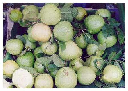 3 nutritional value and being a seasonal fruit, the demand of processed guava products in future is likely to have steady and significant increase.