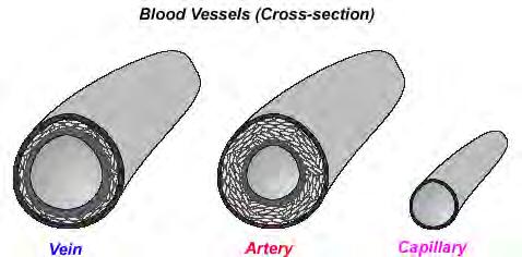 Compare the structure of arteries, capillaries and veins in relation to their function. Arteries carry blood from the heart. They have thick walls made of elastic fibres and muscle.