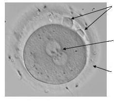 When only very low numbers of sperm can be collected, microinjection treatment (or ICSI, see below), can be used. Fertilisation of an oocyte Fig 4.