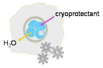 At thawing, the embryo is placed into a medium with low concentration of cryoprotectant (lower than in the cells), which will reverse the process. (Illustration by Kersti Lundin.