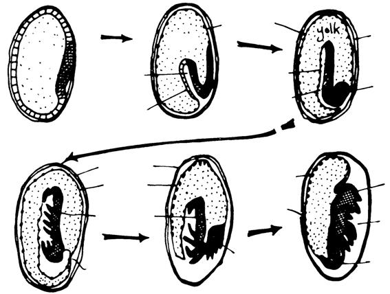 1a. Invagination (many Coleoptera, etc: short / intermediate germ band insects) Types of gastrulation or endoderm/mesoderm formation vitellophage 2.
