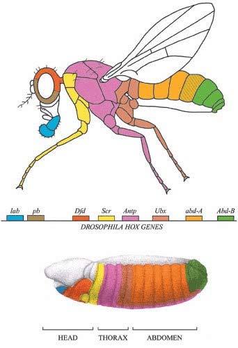 The eight Hox genes of Drosophila (transcription factor genes) Adult labial proboscipedia deformed antennapedia ultrabithorax abdominal-a, -B Order of Hox genes (regulate the development and identity