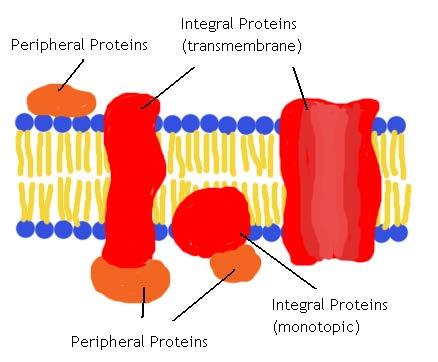 2 Types of Membrane Proteins The plasma membrane also contains two types of proteins: Peripheral proteins are not embedded in the membrane, but instead stay on only