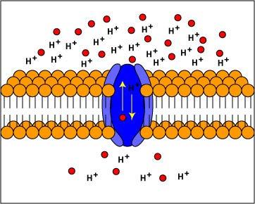 Active Transport Active Transport uses energy to move solutes through a transport protein against their