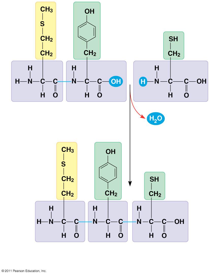Phenylalanine (Phe or F) Cysteine (Cys or C) Electrically charged side chains; hydrophilic Valine (Val or V) Tryptophan (Trp or W) Tyrosine (Tyr or Y) Leucine (Leu or L) Asparagine (Asn or N) Basic