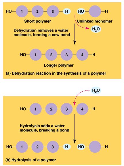 The synthesis and breakdown of polymers