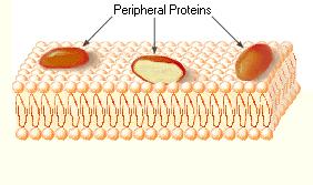 Peripheral proteins Are appendages