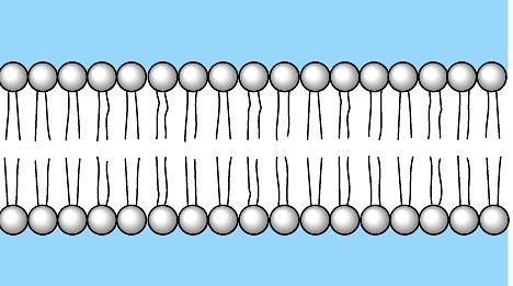 Membrane becomes semi-permeable via