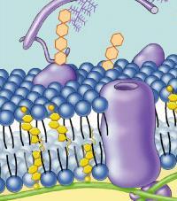 Classes of membrane proteins: -peripheral proteins loosely bound to