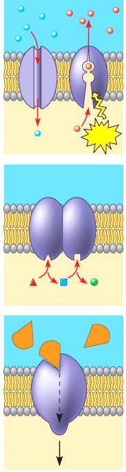 Enzymatic Activity enzyme built into membrane; active site exposed to substances in the adjacent solution.