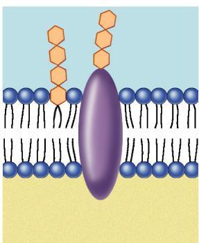 function - ID & rejection of foreign Membrane Carbohydrates: Interact