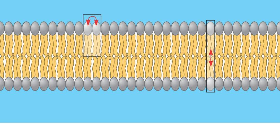 Phospholipids in the plasma membrane Can move within the bilayer two ways Lateral