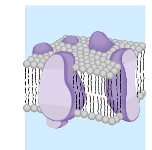 Transmembrane proteins embedded in