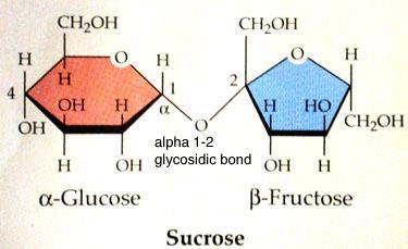 A disaccharide is a double sugar They re made by joining two