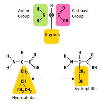 Amino acids have a central carbon with 4 things boded to it: