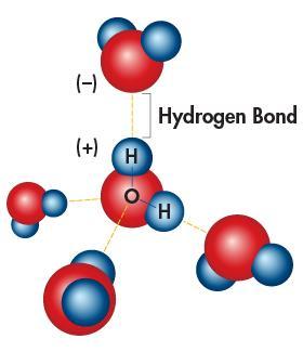 The attraction between a hydrogen atom on one water molecule and the oxygen atom Because of