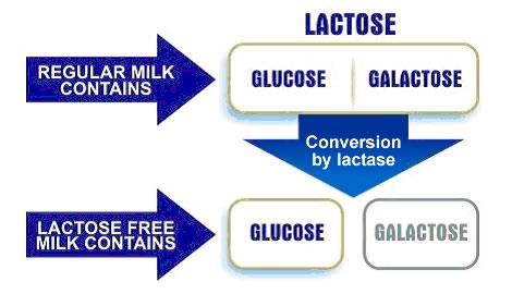The lactase enzyme breaks the bond between glucose and galactose so you can digest lactose (milk).