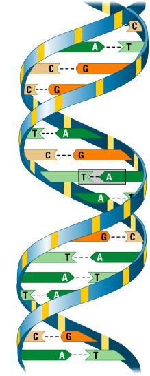 Two strands of DNA join together to form