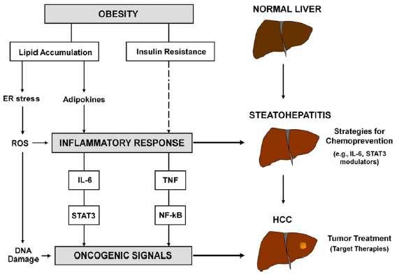 Obesity, Inflammatory Signaling, and HCC