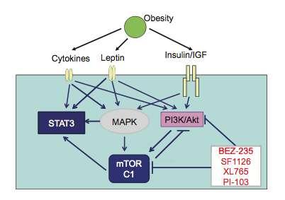 PI3K-Akt-mTOR pathway From:
