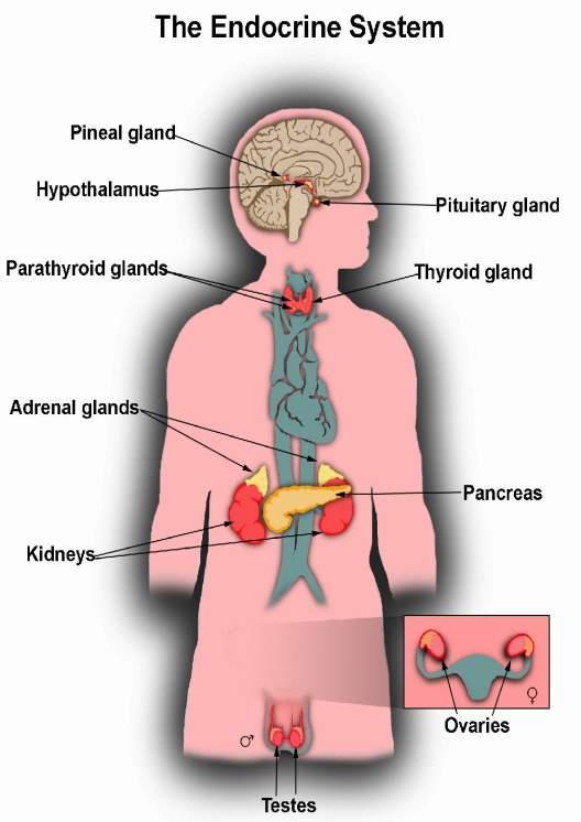 The Endocrine Glands are the organs of the Endocrine System.
