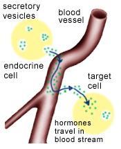 Hormones In higher animals, specialized ductless endocrine glands synthesize endocrine hormones, that are released