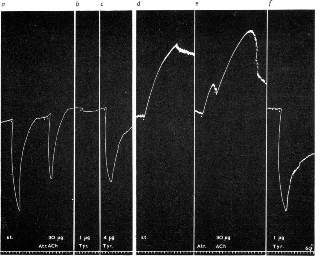 120 S. HUKOVIC FIG. 5.-Record of outflow from veins of rabbit ear perfused with Locke solution at room temperature.