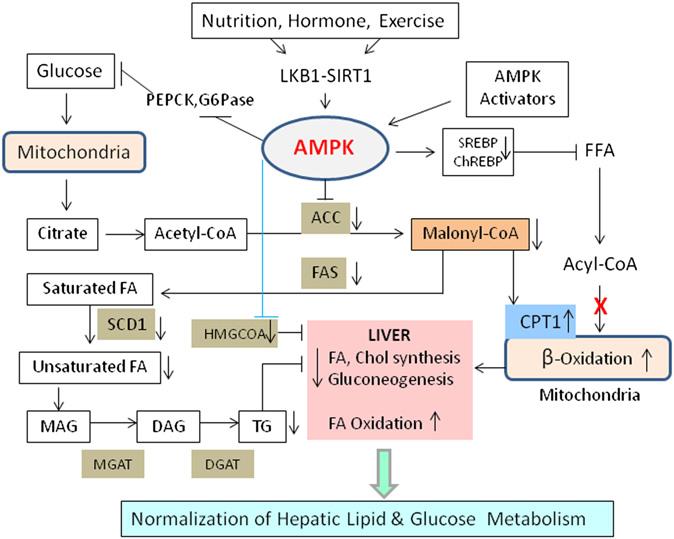 results demonstrate that hepatic AMPK 2 is essential to inhibit gluconeogenesis and maintain blood glucose levels in the physiological range.