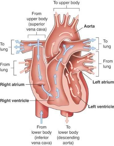 body The right side of the heart (pulmonary
