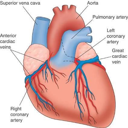 Circulation The heart is supplied with blood from coronary circulation after it has been ejected from