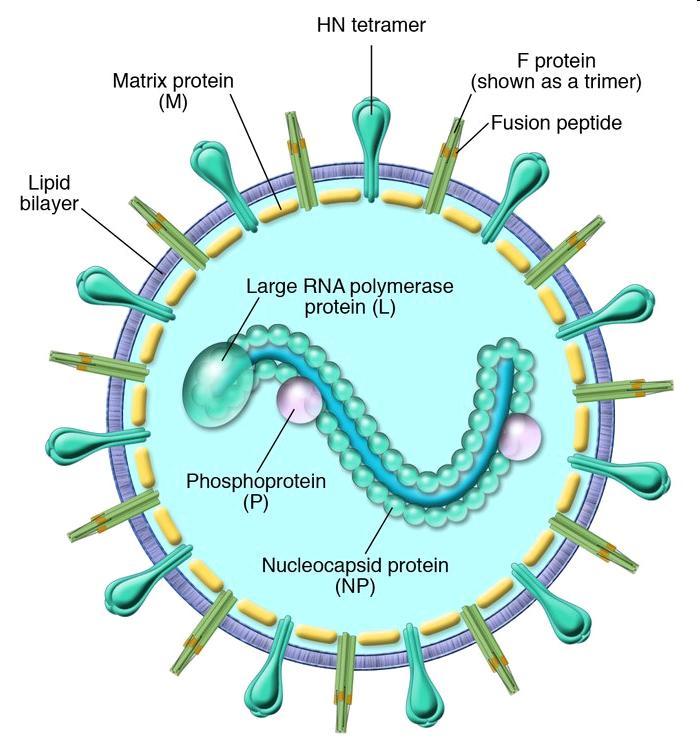 Morphology Parainfluenza HPIVs are negative-sense, single-stranded RNA viruses that possess fusion and