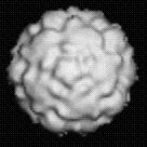 Rhinovirus Reconstructed Image of rhinovirus particle (Institute for Molecular Virology) ssrna virus Belong to the