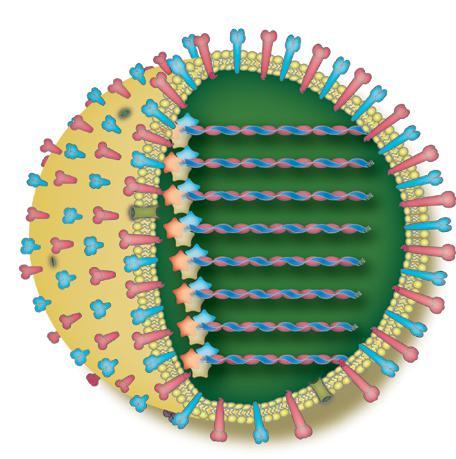 Morphology: Spherical virus, (filamentous forms occur).