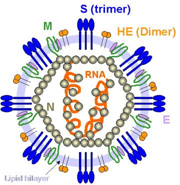 CORONAVIRUSES The genome SS linear non segmented +ve sense RNA The largest