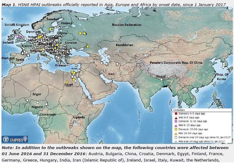 Influenza A(H5N8): outbreaks in