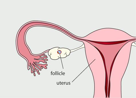 HORMONES & REPRODUCTION 13 As the follicle matures it begins to produce estradiol