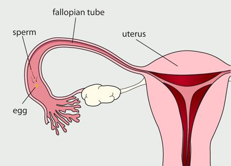 15 HORMONES & REPRODUCTION Egg travels down fallopian tubes 16