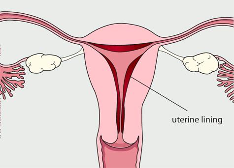 thickens uterine lining & inhibits LH & FSH At the end of the cycle