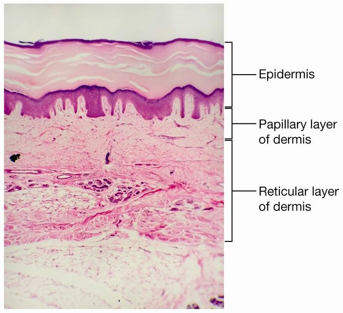 THE DERMIS 2 Layers: 1. Papillary layer a. Areolar connective tissue b. Blood vessels especially in dermal papillae c. Free nerve endings d. Meissner s corpuscles 2.