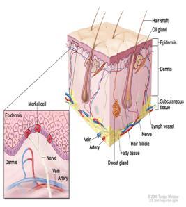 EPIDERMIS STRATIFIED SQUAMOUS EPITHELIUM, FIRST LAYER OF SKIN Cells of the Epidermis: a.