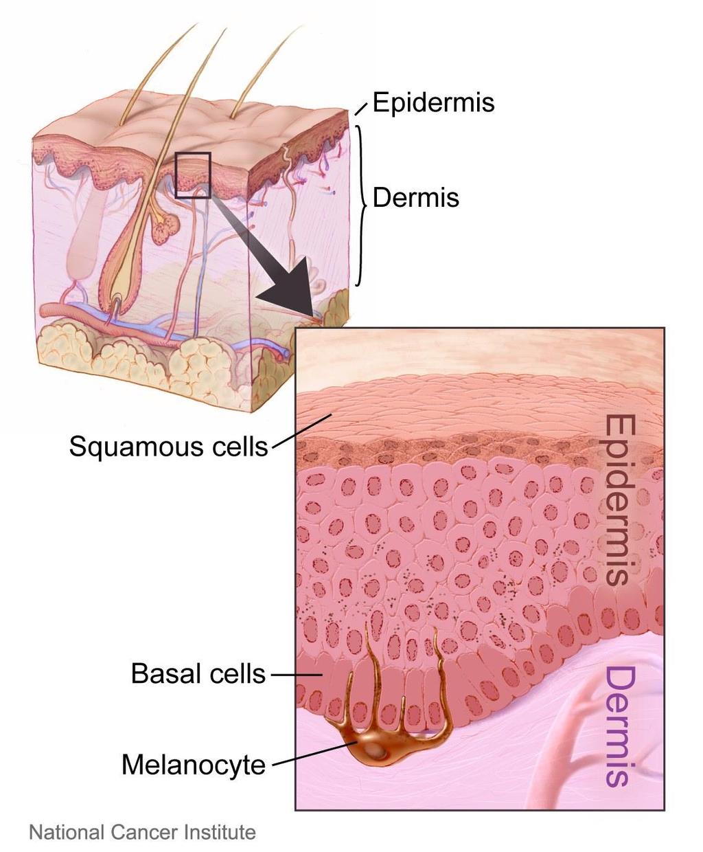 Skin and Its Tissues A.