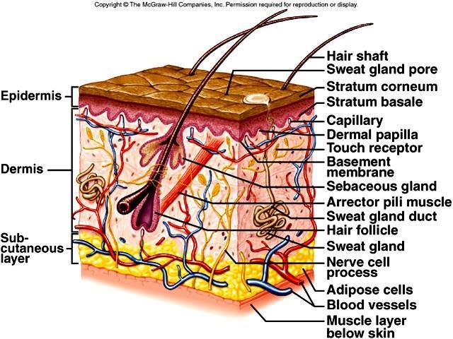 B. The skin consists of an outer epidermis and a dermis, connected to underlying tissue by the subcutaneous layer (hypodermis). C. Epidermis 1.