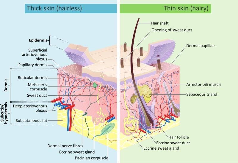 Accessory Organs of the Skin A. Hair Follicles 1. Hair can be found in nearly all regions of the skin. of the 2.