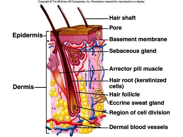 4. A bundle of smooth muscle cells, called the arrector pili muscle, attaches to each hair follicle. These muscles cause goose bumps when cold or frightened. 5.