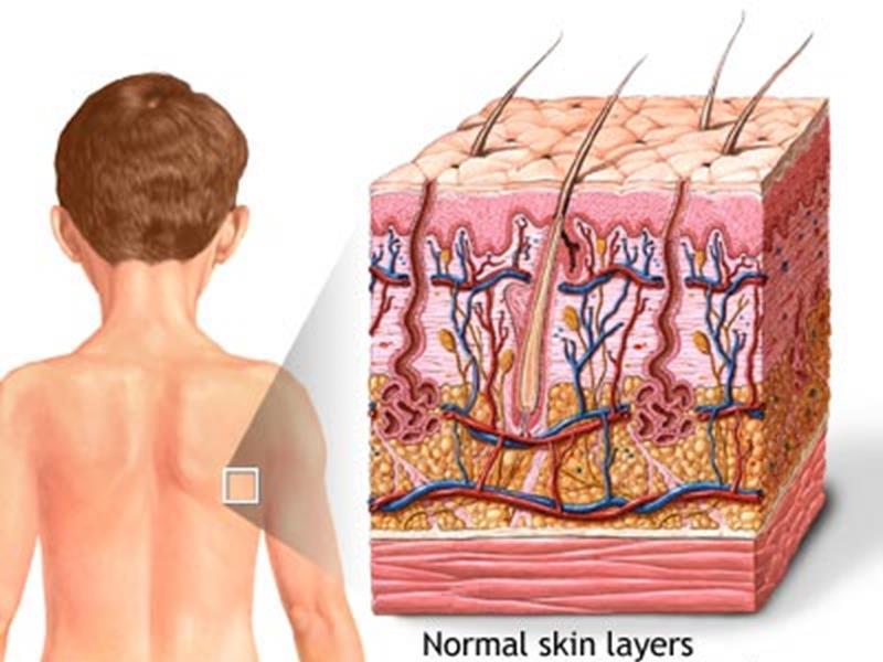 The integumentary system is commonly known as the Skin Largest organ