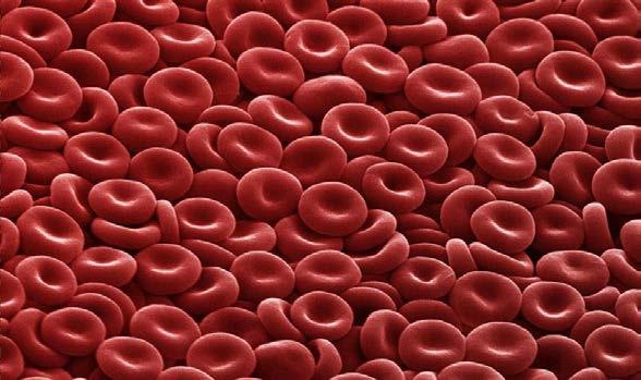 BLOOD AND IMMUNE SYSTEM FUNCTIONS Functions of the Blood and Immune