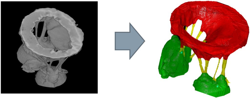 6 Grbic et al. Fig. 4. Left: µct scan of mitral valve (MV) within the in-vitro setting, right: extracted geometric model of the MV.